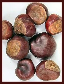 Орех Конского Каштана (Buckeye) 597
