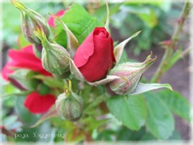 Роза (Rosa centifolia) - фото 5868
