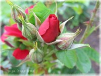 Роза (Rosa centifolia)