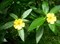 Дамиана (Turnera diffusa) - фото 5845