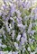 Лаванда (Lavendula officinalis) - фото 5854