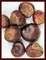Орех Конского Каштана (Buckeye) 597