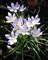 Розмарин (Rosmarinus officinalis) - фото 5869